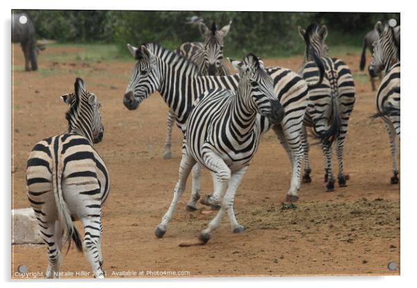 A herd of zebra standing on top of a dirt field Acrylic by Natalie Hiller