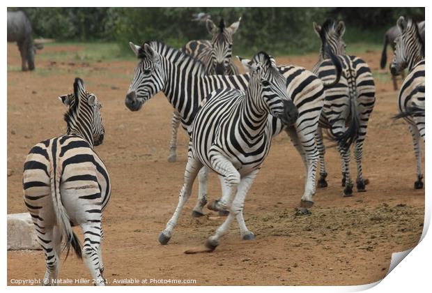 A herd of zebra standing on top of a dirt field Print by Natalie Hiller