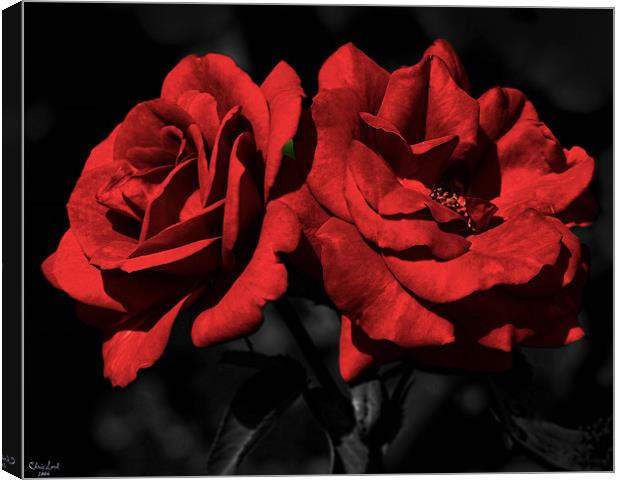 Twin Red Roses For My Love Canvas Print by Chris Lord