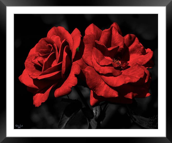 Twin Red Roses For My Love Framed Mounted Print by Chris Lord