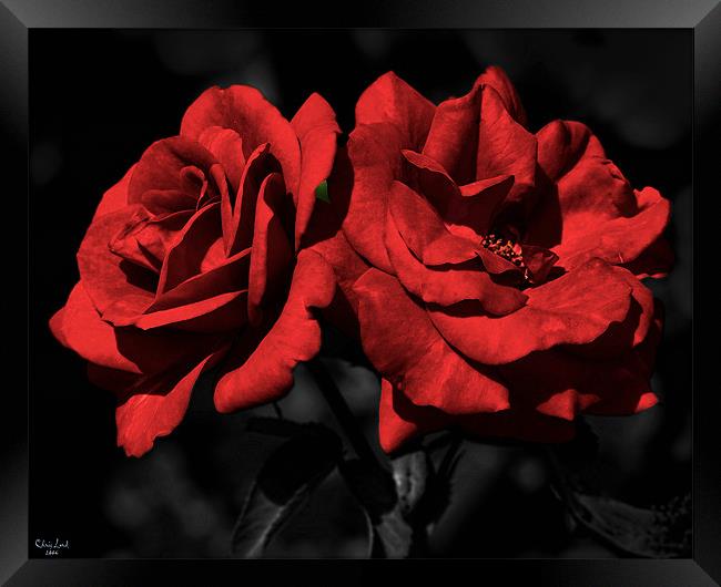 Twin Red Roses For My Love Framed Print by Chris Lord