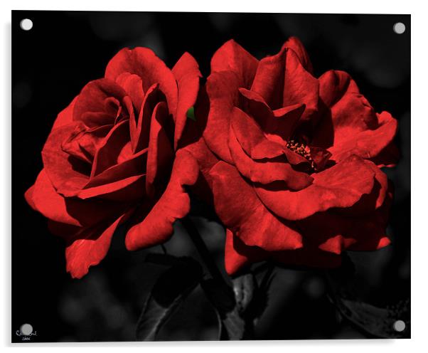 Twin Red Roses For My Love Acrylic by Chris Lord