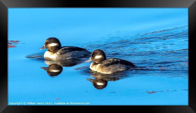 Female Bufflehead Ducks Juanita Bay Park Lake Washington Kirklan Framed Print by William Perry