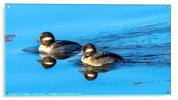 Female Bufflehead Ducks Juanita Bay Park Lake Washington Kirklan Acrylic by William Perry