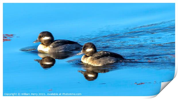 Female Bufflehead Ducks Juanita Bay Park Lake Washington Kirklan Print by William Perry