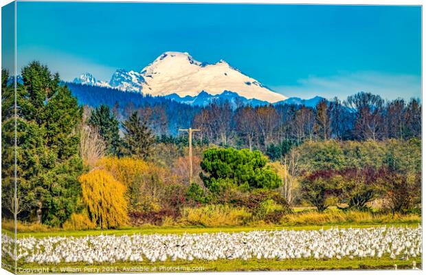 Snow Geese Flock Mount Baker Skagit Valley Washington Canvas Print by William Perry