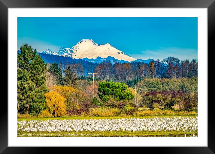 Snow Geese Flock Mount Baker Skagit Valley Washington Framed Mounted Print by William Perry