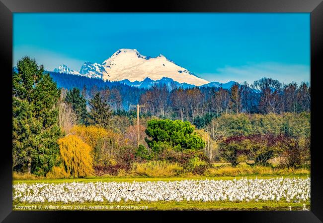Snow Geese Flock Mount Baker Skagit Valley Washington Framed Print by William Perry