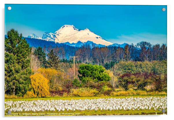 Snow Geese Flock Mount Baker Skagit Valley Washington Acrylic by William Perry