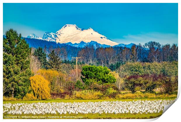 Snow Geese Flock Mount Baker Skagit Valley Washington Print by William Perry