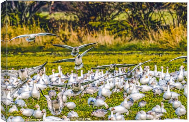 Snow Geese Landing Skagit Valley Washington Canvas Print by William Perry