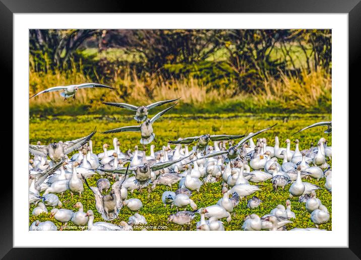 Snow Geese Landing Skagit Valley Washington Framed Mounted Print by William Perry