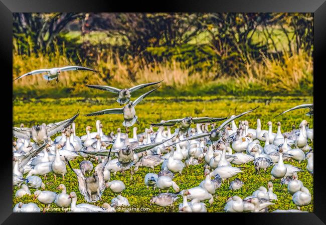 Snow Geese Landing Skagit Valley Washington Framed Print by William Perry