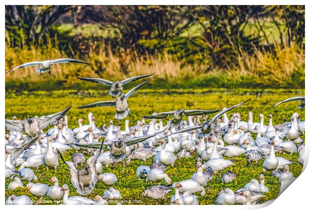 Snow Geese Landing Skagit Valley Washington Print by William Perry