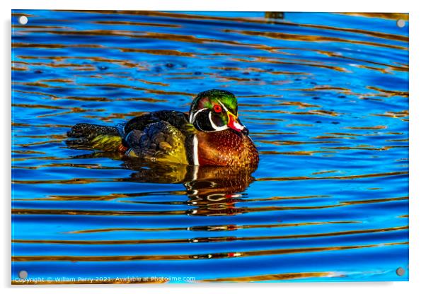Male Wood Duck Juanita Bay Park Lake Washington Kirkland Acrylic by William Perry