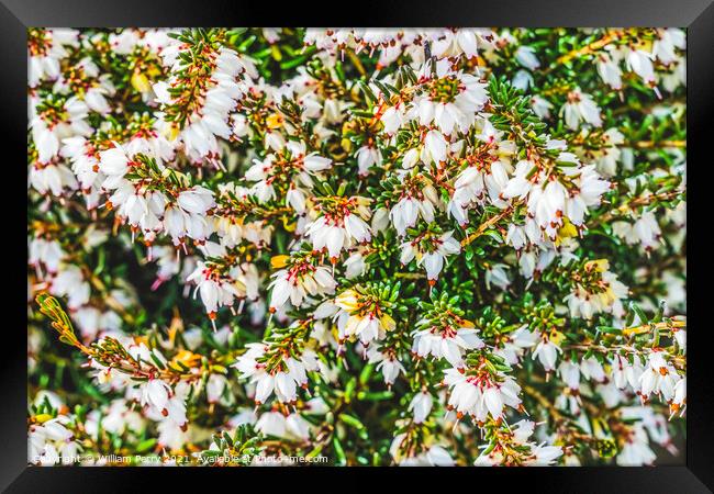 Springwood White Heather Blooming Macro Framed Print by William Perry
