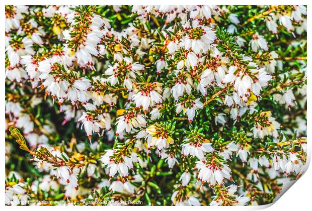 Springwood White Heather Blooming Macro Print by William Perry