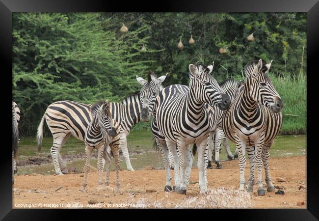 A group of zebra standing on top of a dirt field Framed Print by Natalie Hiller