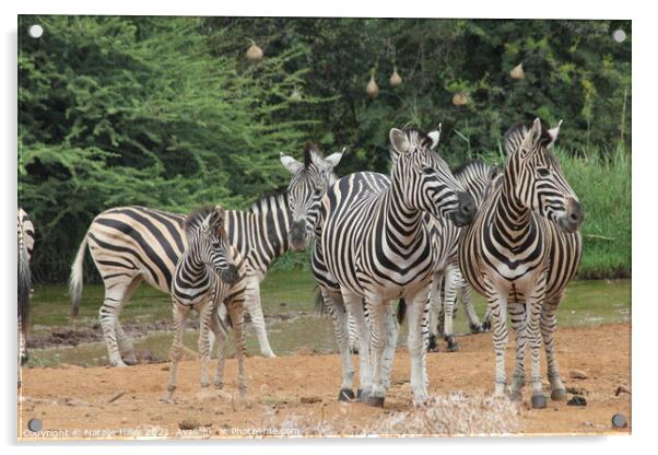 A group of zebra standing on top of a dirt field Acrylic by Natalie Hiller