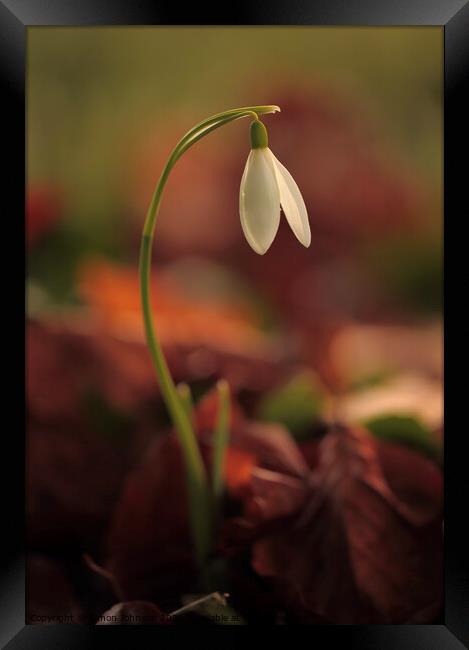 Snowdrop flower  Framed Print by Simon Johnson