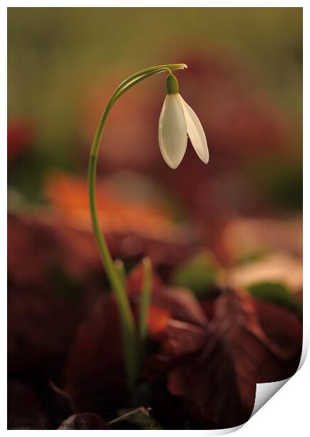 Snowdrop flower  Print by Simon Johnson