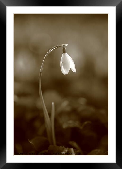 snowdrop Framed Mounted Print by Simon Johnson