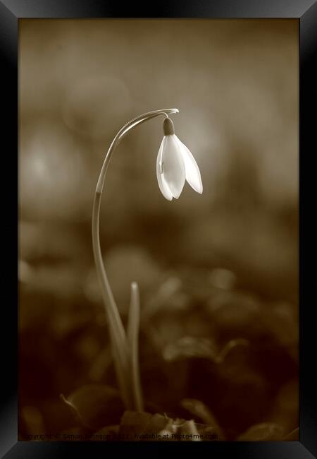 snowdrop Framed Print by Simon Johnson