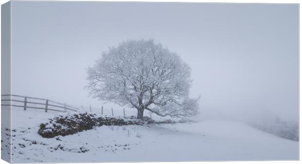 Snow Scene With Tree Canvas Print by Phil Durkin DPAGB BPE4