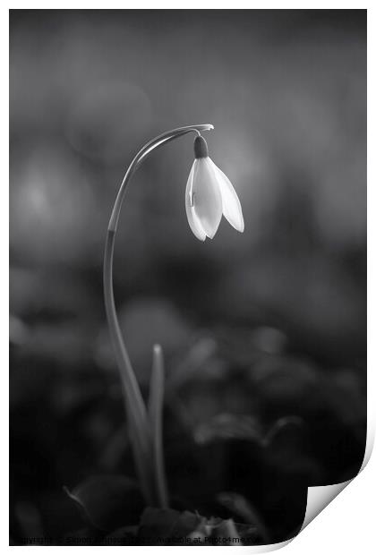 snowdrop flower Print by Simon Johnson