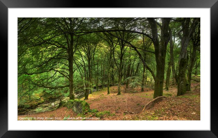 Coed-Y-Brennin Forest, Dolgellau, Wales Framed Mounted Print by Philip Brown