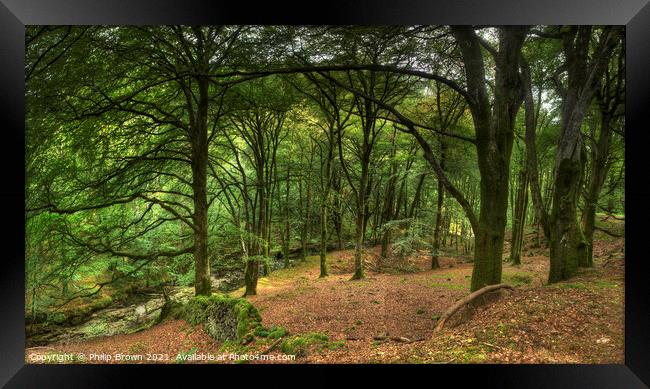 Coed-Y-Brennin Forest, Dolgellau, Wales Framed Print by Philip Brown