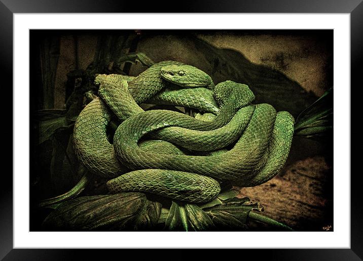 Snake Romance Framed Mounted Print by Chris Lord