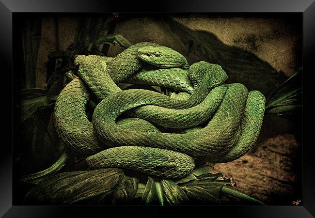 Snake Romance Framed Print by Chris Lord
