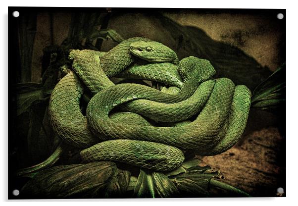 Snake Romance Acrylic by Chris Lord