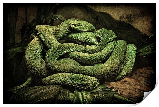 Snake Romance Print by Chris Lord