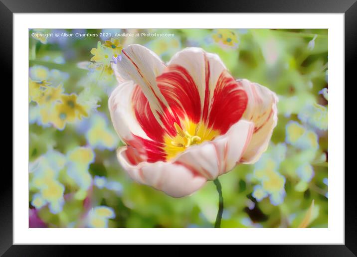 Spring Tulip Framed Mounted Print by Alison Chambers