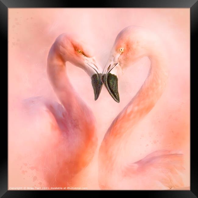 Love is a Flamingo heart Framed Print by Brian Tarr