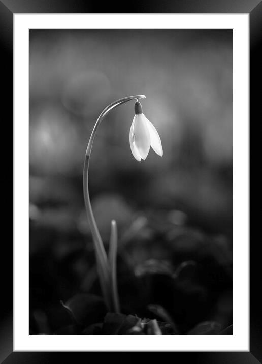 soliitary snowdrop Framed Mounted Print by Simon Johnson
