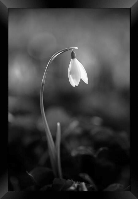 soliitary snowdrop Framed Print by Simon Johnson