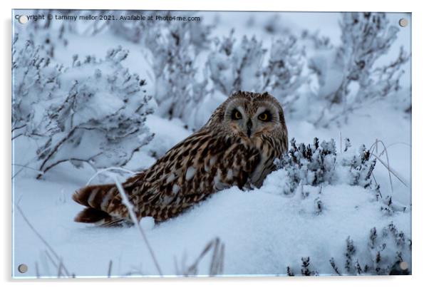 Majestic Short Eared Owl Acrylic by tammy mellor