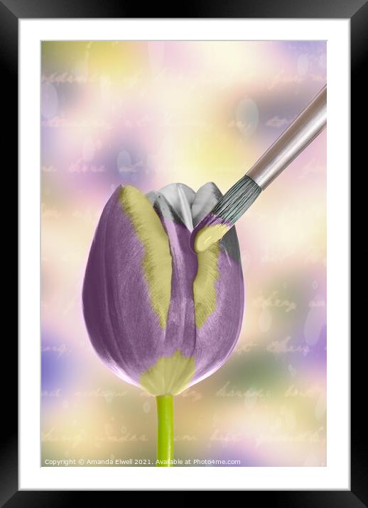 Painting A Tulip Framed Mounted Print by Amanda Elwell