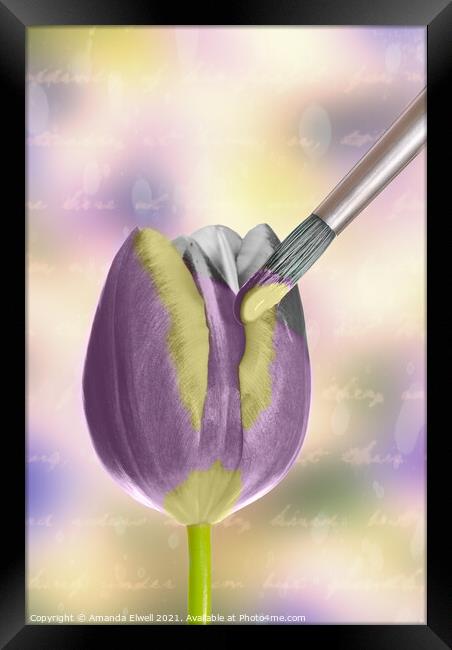 Painting A Tulip Framed Print by Amanda Elwell