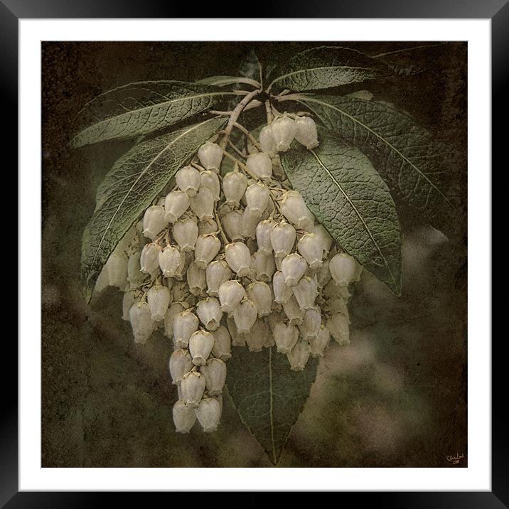 The Bells of Spring Framed Mounted Print by Chris Lord