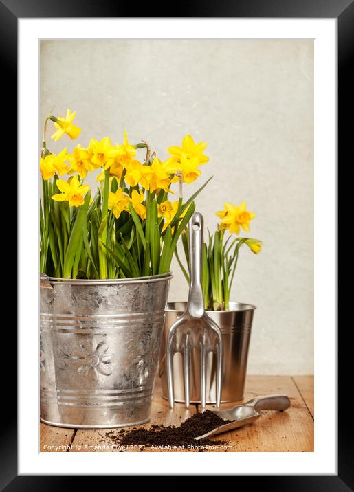 Buckets Of Daffodils Framed Mounted Print by Amanda Elwell