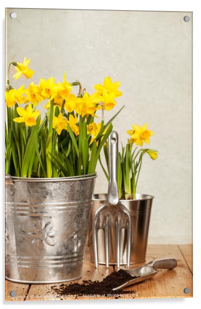 Buckets Of Daffodils Acrylic by Amanda Elwell