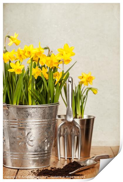 Buckets Of Daffodils Print by Amanda Elwell