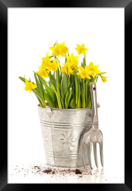 Large Bucket Of Daffodils Framed Print by Amanda Elwell
