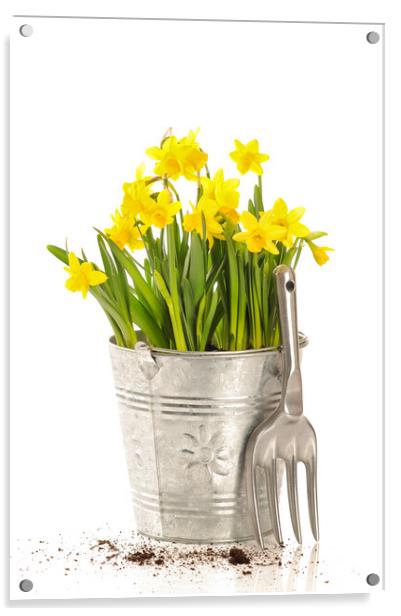 Large Bucket Of Daffodils Acrylic by Amanda Elwell