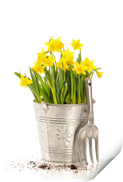 Large Bucket Of Daffodils Print by Amanda Elwell