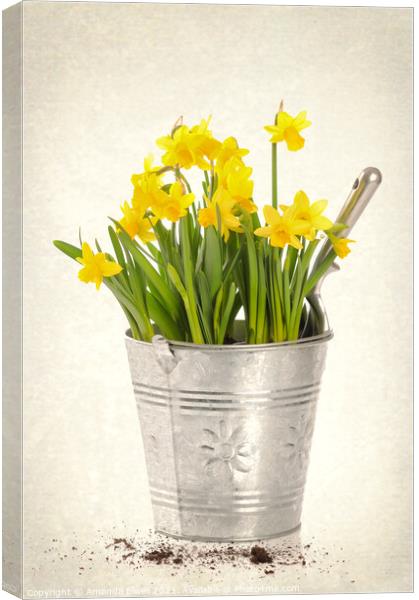 Daffodils Canvas Print by Amanda Elwell